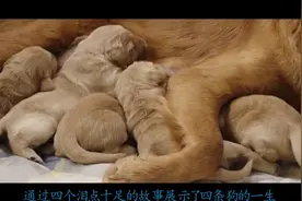 一只狗轮回四次，最终重新找到主人