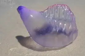 在海边看到这个东西不要摸！赶紧跑！图片