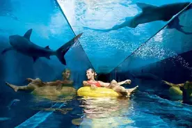 盘点全球最刺激的水上滑梯：从高台冲进鲨鱼池图片