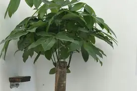 发财树那么贵就别买了，剪根枝就能活！方法还特简单！图片