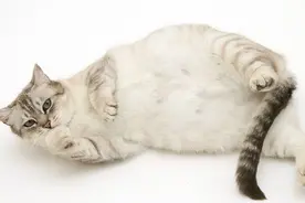 猫咪孕期最常见的8个问题，你准备好了吗？图片