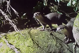香港机构报告称内地水獭濒临灭绝：立即保护仍有希望图片
