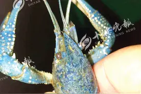 十堰惊现蓝色小龙虾，能吃吗？图片