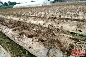 长沙榔梨12户外来菜农130余亩菜地绝收 志愿者紧急驰援图片