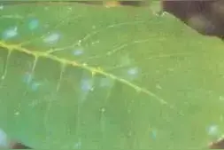 核桃病害防治宝典图片