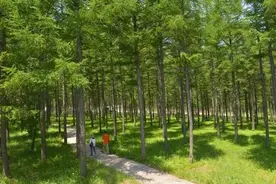 美丽塞罕坝图片