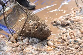 青岛近海迎八带蛸渔汛 每斤20元新鲜上岸图片