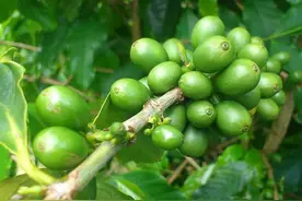 土豪在喝啥咖啡？咖啡豆分级扫盲贴，看完秒懂！图片