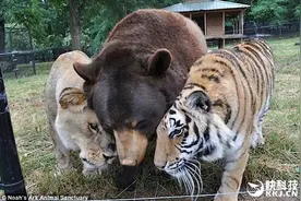 狮子老虎熊三大猛兽关在一起会怎样？意外图片
