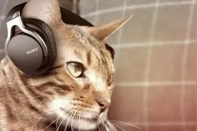 猫喜欢听什么音乐 听古典音乐时最放松图片