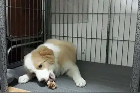 狗骨头吃多了怎么办 容易刮到肠胃图片