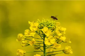 不小心被蜜蜂蛰到怎么办图片