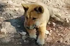 长不大的中华田园犬，养了两个多月了，还是跟买回来这么大，求解