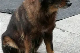 哪怕是一条流浪狗，靠自律也能改变命运图片