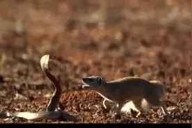 三米长的眼镜蛇在蛇蠓面前，只是一顿午餐视频封面