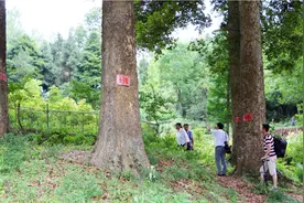 亚洲楠木王，在贵州这个小山村里有40多棵金丝楠木，据说一节树枝就能卖到20多万？视频封面