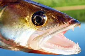 60块钱一斤，水下杀手梭鲈鱼肉嫩味美，吃起同伴来毫不留情视频封面