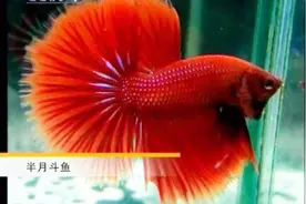 养殖科技15：泰国斗鱼的特点、种类和性别区别方法