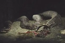 这种蛇不靠卵孵化，大蛇直接生小蛇，脐带清晰可见视频封面