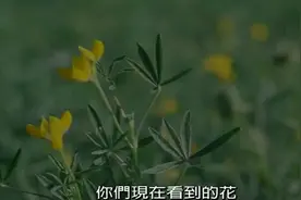 电影《鲁冰花》主题曲：鲁冰花，甄妮演唱。