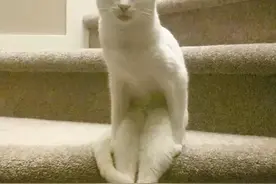 喵星人百分百还原，当你女朋友睡不着的时候捉弄你的动作图片