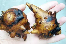 中药中“回阳救逆第一品”的附子中毒了怎么办？视频封面