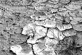 微生物变身土壤改良“良药”图片