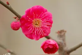 啥手机尾号保平安，可以带来好运、财运，亲贵人远离小人图片