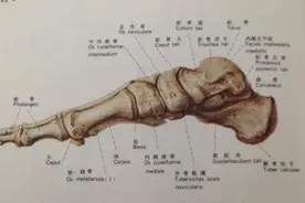 久卧、久坐后突然起立时足跟疼痛，教你一种方法来解决！图片