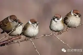 田野，又见麻雀满天飞图片