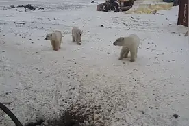 民工在远处看到一群悲剧熊往工地奔跑而来，当场吓坏了！图片