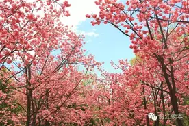 丽江城北又有一处绝美樱花园，你还等啥？图片