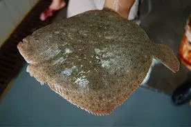 飞飞什么鱼似燕，高御海天风？图片