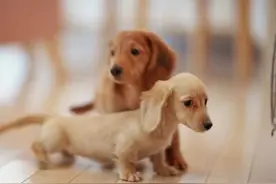 世界最小却售价不菲的狩猎犬:腊肠犬果然小巧灵敏图片