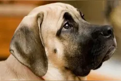 超大型犬：马士提夫獒犬勇猛的守卫战士对小孩超温柔图片