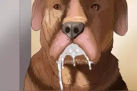 狗狗呕吐是一种常见的疾病图片