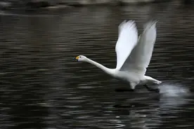 实拍大天鹅是这样起飞的图片