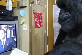 猩猩看到电影中出现感动的一幕时，竟潸然泪下！图片