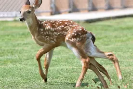 世界上的动物千万种，这十种奇葩你却从没见过！图片