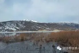 贪玩狗狗外逃被困冰河5天，多次尝试救助均告失败，直到警方出动图片