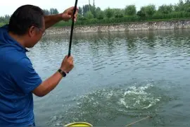 并继大战青草鲢图片