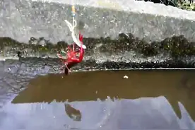 在小河里钓龙虾，小时候经常干，好怀念图片