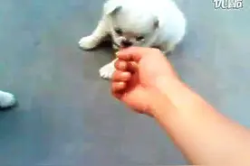 两只小萌狗狗为的争宠大战图片