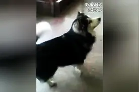 狗狗在外打架输了，回家后倒地痛哭，主人拿吃的诱惑，立马犯二了图片