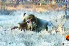 两头雄狮厮杀误入领地的孤狮，孤狮绝望时，竟然是它们救了他图片