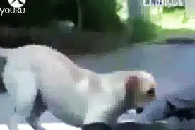 如果主人突然晕倒，狗狗会怎么做？看完这只拉布拉多的反应图片
