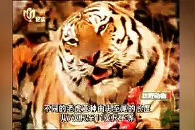 猛兽大对决：老虎和棕熊，简直世界大战图片