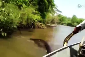 雨林中发现罕见超级巨蟒，大叔竟然伸手去抓蟒蛇的尾巴，惊呆了图片