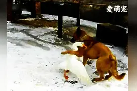 狗狗只是想和白鹅跳支舞，没曾想，整的狗狗遍体鳞伤！我也是醉了图片