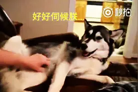 家里养了只喜欢当大爷的狗狗，主人就是这样的下场，出力不讨好！图片